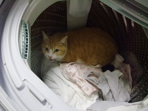 ぴぴ