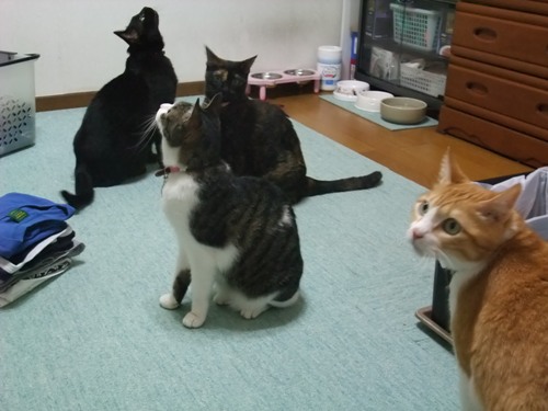 ロッくん＆ココ＆ちゃちゃ＆ぴぴ