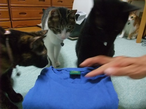 ココ＆ちゃちゃ＆ロッくん＆ぴぴ