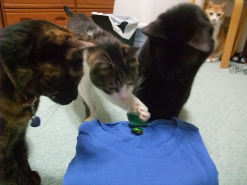 ココ＆ちゃちゃ＆ロッくん＆ぴぴ