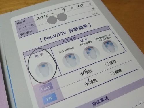 FeLV/FIV検査結果