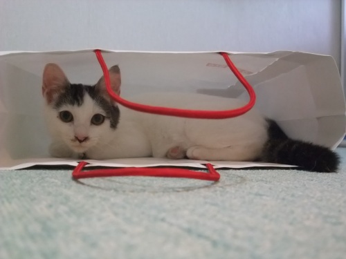 テテ