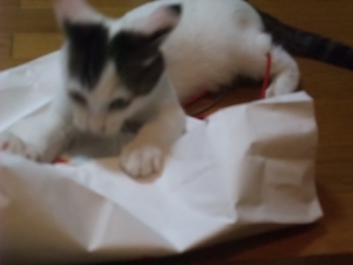 テテ