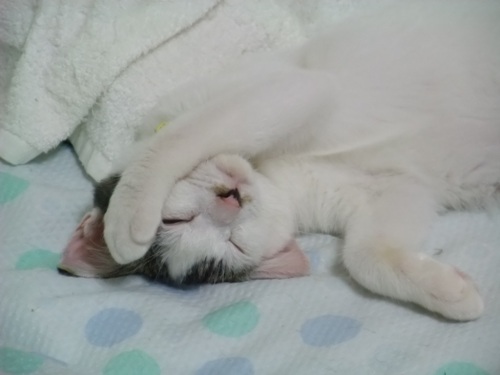 テテ