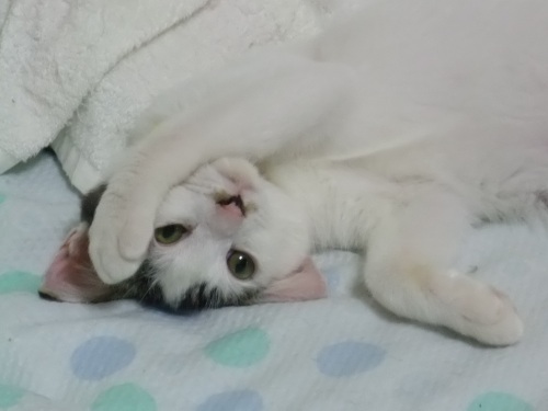 テテ