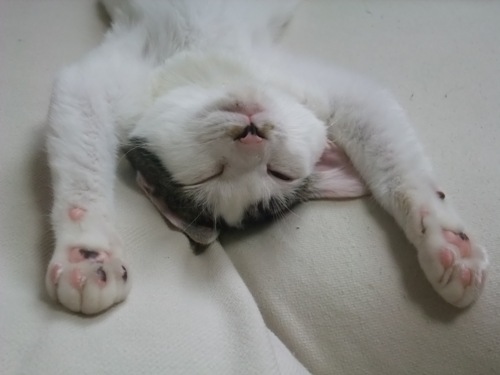 テテ