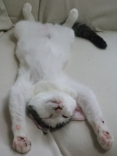 テテ