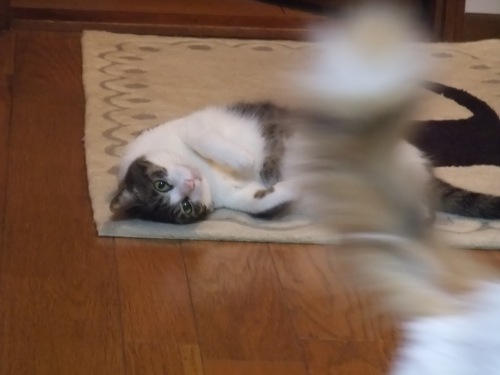 ちゃちゃ（＆ムク）