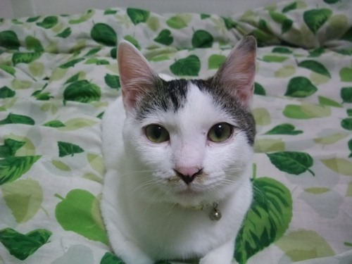 テテ