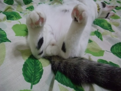 テテ