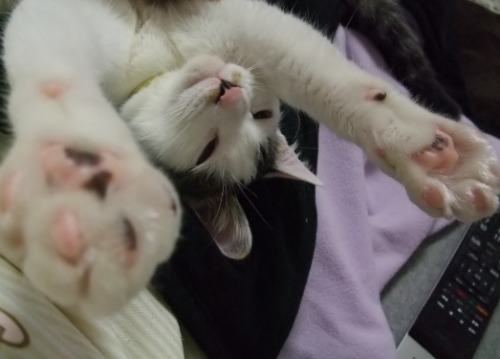 テテ