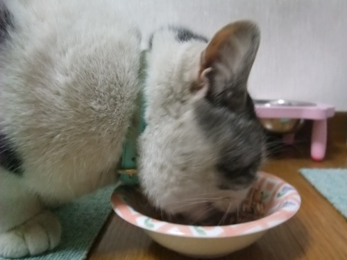 ヤンチャ