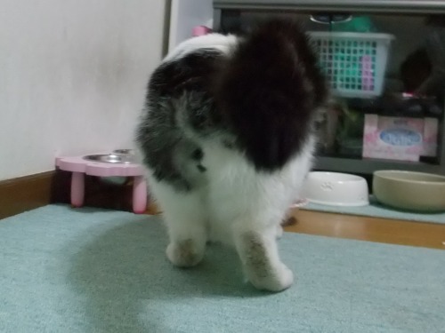 ヤンチャ