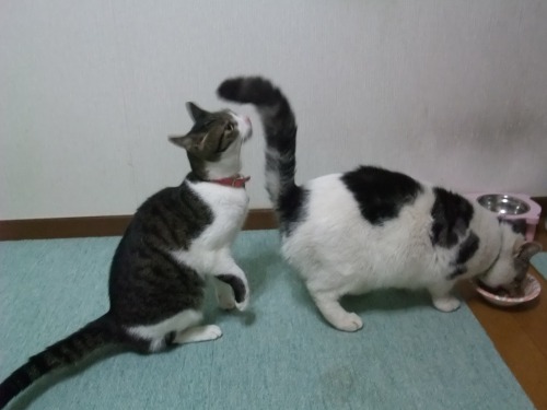 ちゃちゃ＆ヤンチャ