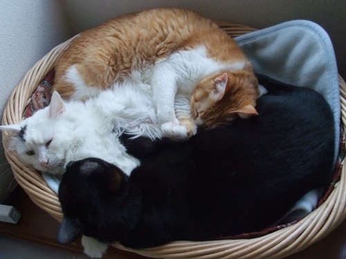 ムク＆ロッくん＆ぴぴ