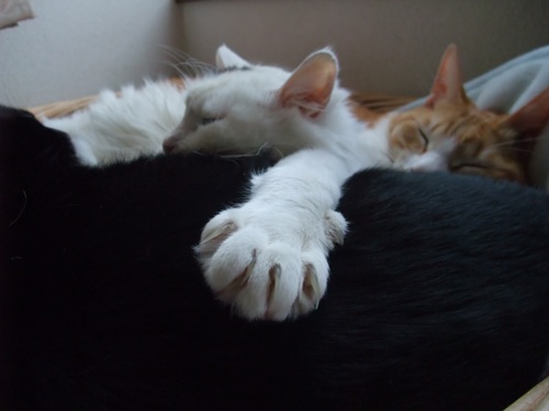 ムク＆ロッくん＆ぴぴ