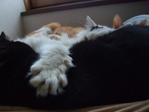 ムク＆ロッくん＆ぴぴ