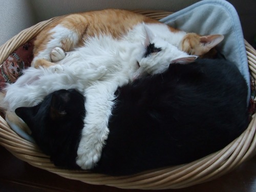 ムク＆ロッくん＆ぴぴ