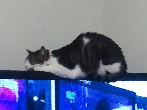 ちゃちゃ