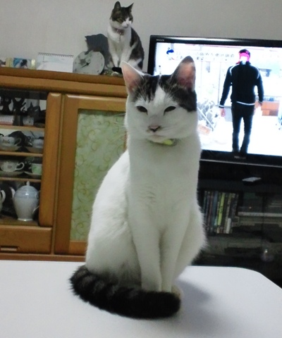 テテ＆ちゃちゃ