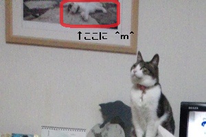 ちゃちゃ　＆　猫写真