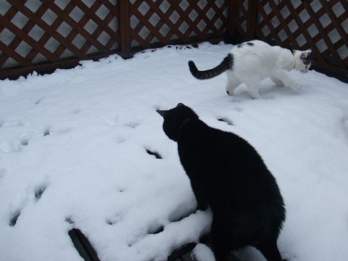 テテ＆ロッくん