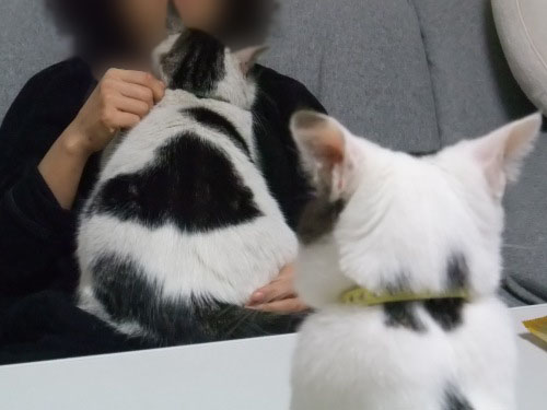 ヤンチャ＆テテ