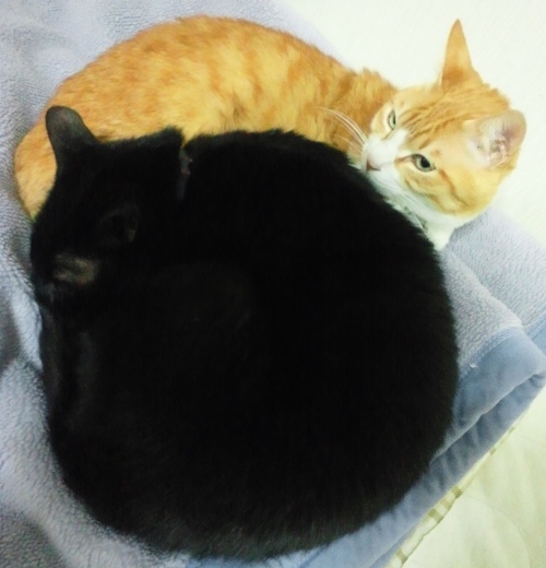 ロッくん＆ぴぴ