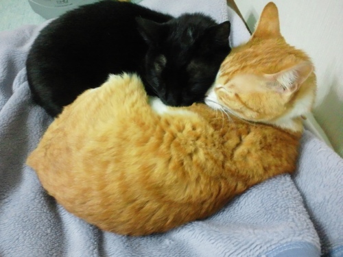 ロッくん＆ぴぴ