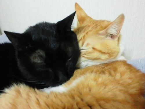 ロッくん＆ぴぴ