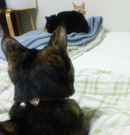 ココ＆ロッくん＆ぴぴ