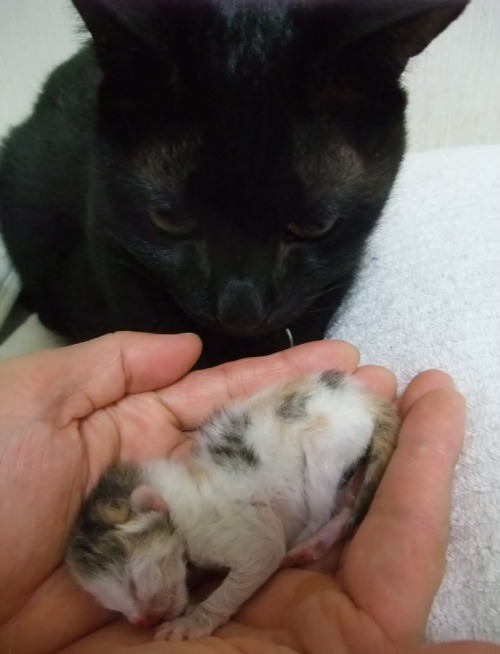 ロッくん＆チビにゃん