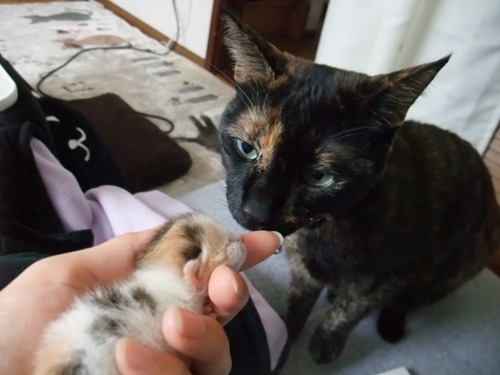 ココ＆チビにゃん