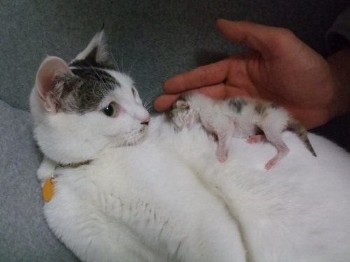 テテ＆チビにゃん