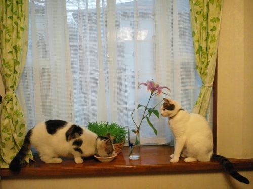 ヤンチャ＆テテ