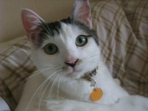 テテ