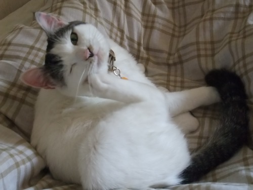 テテ