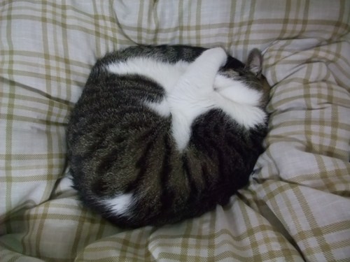 ちゃちゃ