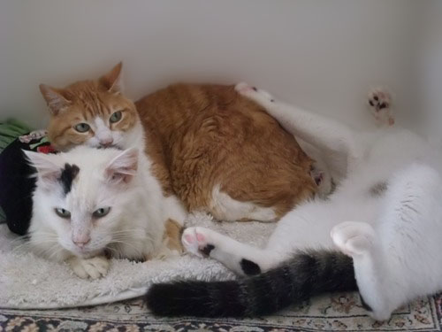 ムク＆ぴぴ＆テテ
