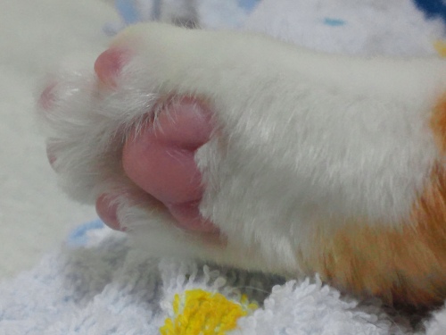 ぴぴ