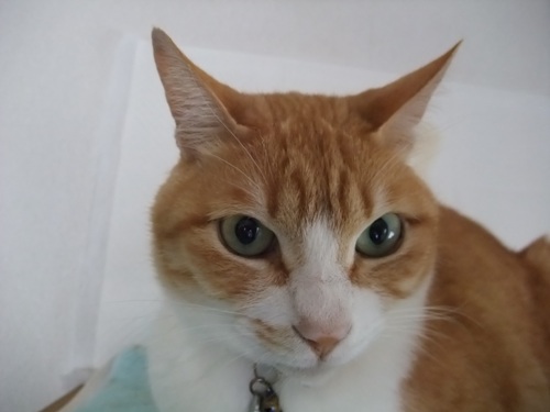 ぴぴ