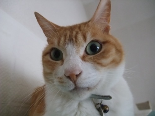 ぴぴ