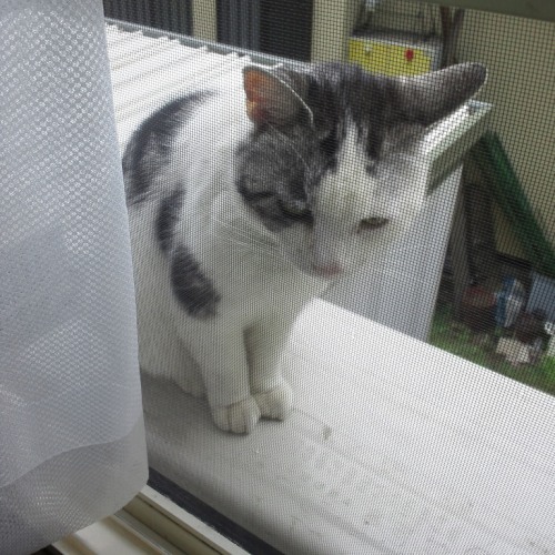 ヤンチャ