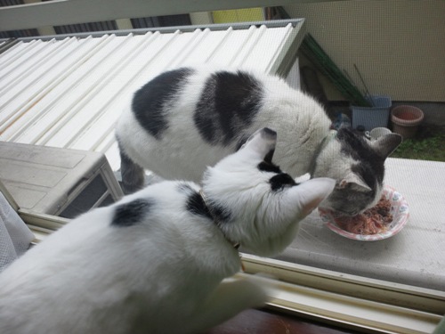 テテ＆ヤンチャ
