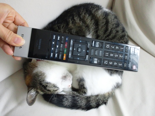 ちゃちゃ