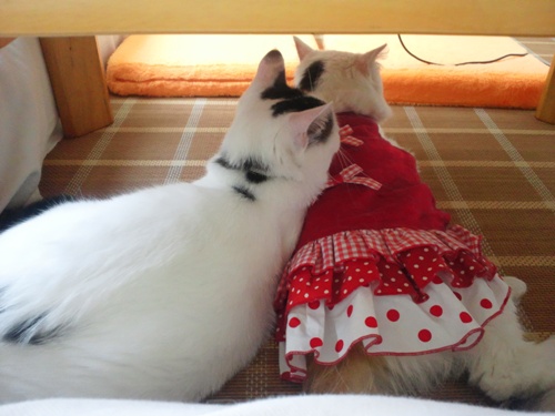 テテ＆ムク