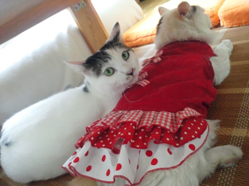 テテ＆ムク