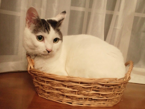 テテ