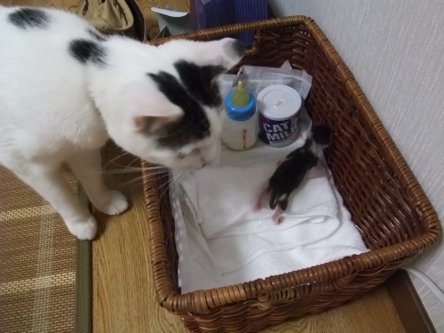 テテ＆ちびニャン