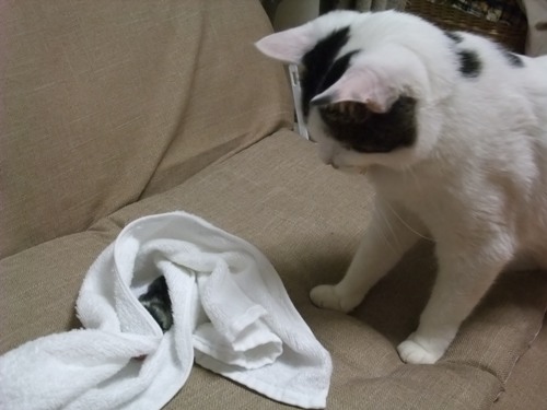 テテ＆ちびニャン